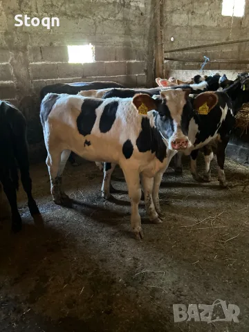 Продавам 7 Телета, снимка 2 - Крави - 55482311