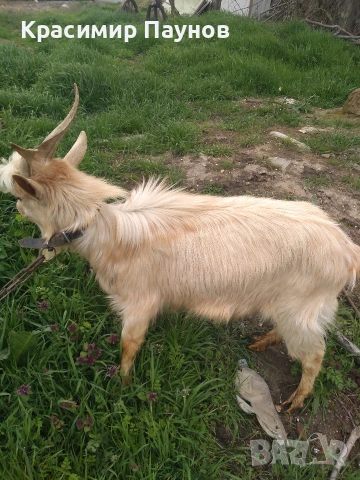 Млад пръч ,на една година ,за дъмъзлък ., снимка 7 - Кози - 54035020