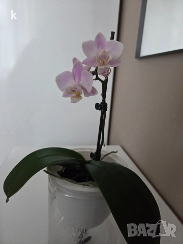 Фаленопсиси орхидеи в самополивни саксии , снимка 7 - Стайни растения - 53896200