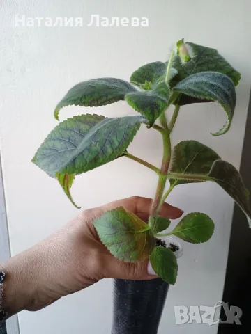 Колерия, Kohleria Marta