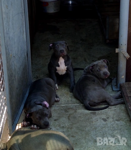 ТОП Американско були хл American bully xl ABKC, снимка 6 - Други - 55134203