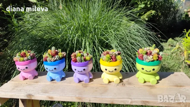 Толи - Гипсокерамична кашпа пълна с живи сукуленти!!, снимка 5 - Декорация за дома - 55562907