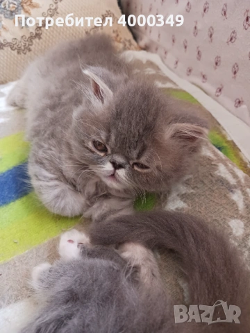 Продавам персийски женски котета, снимка 14 - Персийска - 54386975