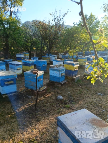 Продавам пчелни семейства, снимка 2 - Други животни - 54297928
