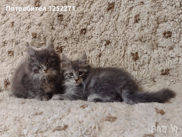 Котенца Мейн Куун момче и момиче, снимка 2 - Мейн кун - 55189751