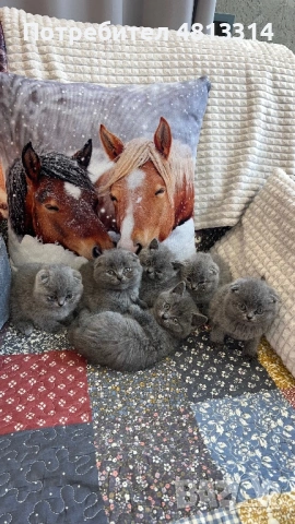 Котета Шотландски Фолд и Котета Британка Късокосместа , снимка 7 - Британска късокосместа - 54377290