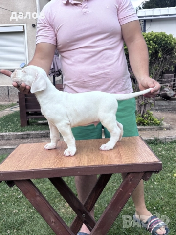 Дого Аржентино / Dogo argentino , снимка 8 - Дого аржентино - 55180416
