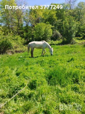 Продавам кобила, снимка 5 - Коне - 54337331