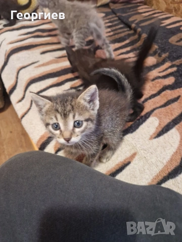 Подарявам котенца, снимка 1 - Други - 50634132