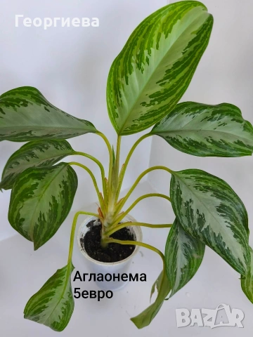 аглоаонема 