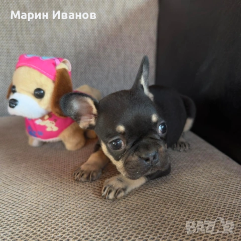 Френско булдоче момиче, снимка 6 - Френски булдог - 55244101