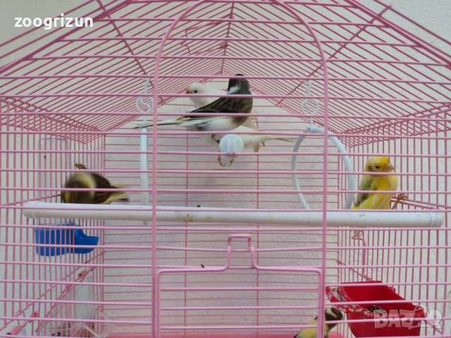 Канарчета две женски едно мъжко, снимка 8 - Канари - 53958320