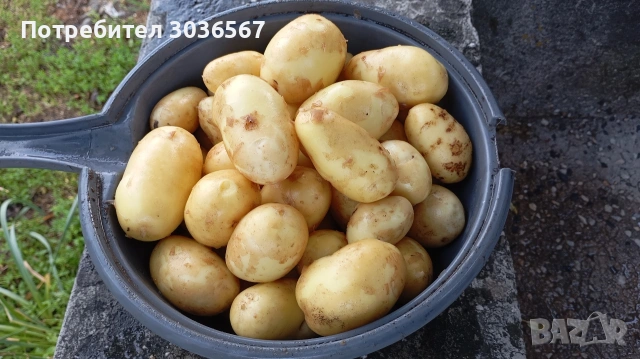 Картофи, лук - пресни, джоджен, магданоз., снимка 13 - Домашни продукти - 50466216