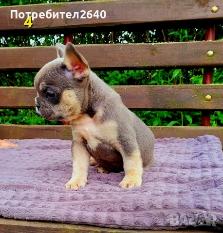 Френски булдог булдочета, снимка 13 - Френски булдог - 54723735