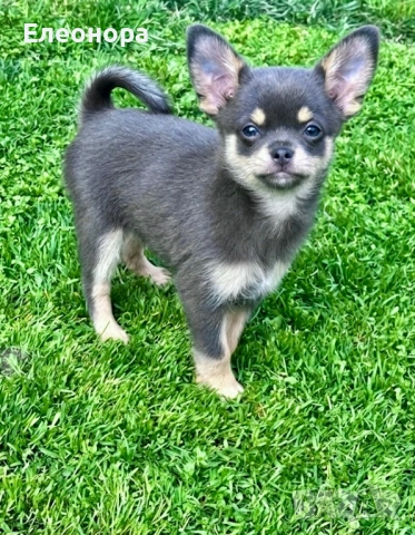 Уникално Мъжко Чихуахуа Синьо с кафяво