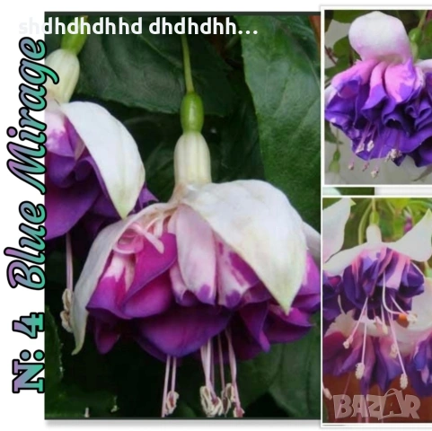 Каскадна Фуксия , снимка 14 - Градински цветя и растения - 54270784