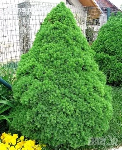 Смърч Коника, Смърч джудже,  PICEA GLAUCA CONICA, снимка 2 - Градински цветя и растения - 54372468