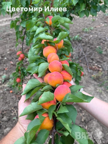 Кайсии за компот/ядене/нектар сорт Мъркулещи, снимка 4 - Домашни продукти - 55256142
