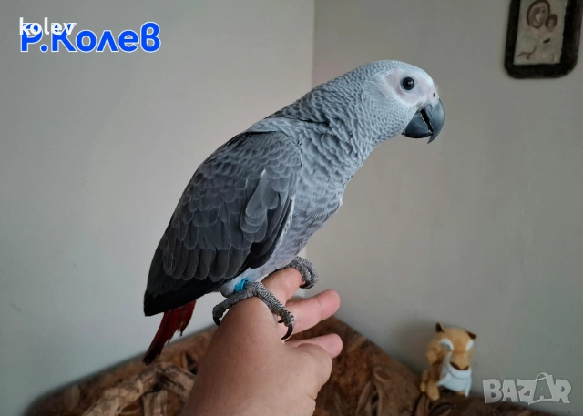 Ръчно хранен папагал Жако / бебе, снимка 2 - Папагали - 55081184