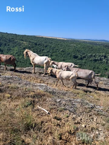 Домашно КОЗЕ сирене, снимка 6 - Кози - 37116682