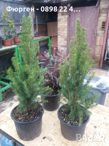 Мини Смърч Коника (Picea glauca 'Conica'), снимка 4 - Разсади - 55226383