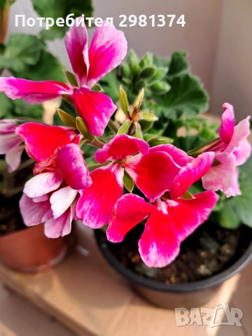 Мушкато калиопе