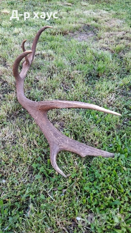 Единичен еленски рог , снимка 3 - Декорация за дома - 54304399