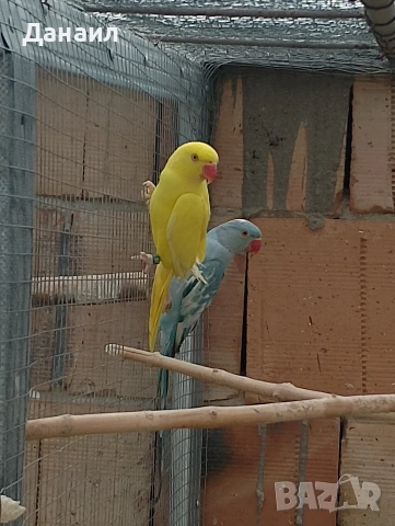 Малък Александър , снимка 4 - Папагали - 54121186