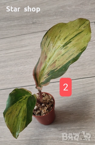 Kaempferia variegata pink - рядко растение, снимка 2 - Стайни растения - 55138485
