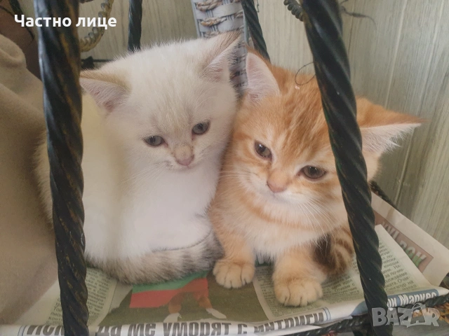 Шотландски златен красавец, снимка 8 - Чинчили - 53759249