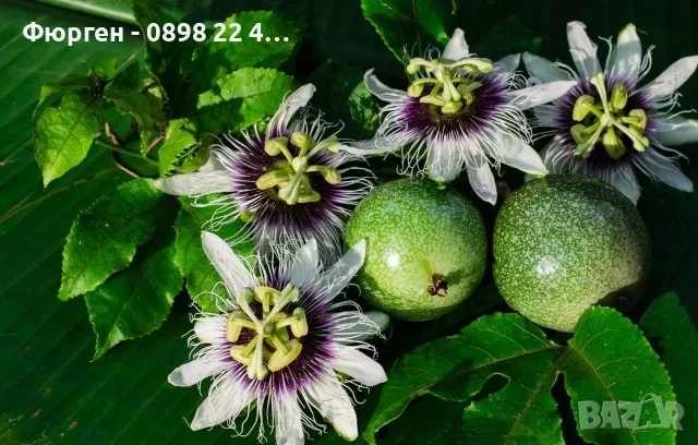 Пасифлора (Маракуя) – Passiflora edulis, снимка 2 - Разсади - 55328034