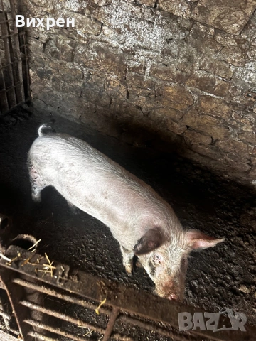 Продавам младо Нерезче 65/70 кг, снимка 3 - Прасета - 54173715