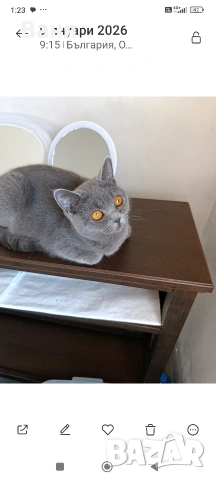Британска котка на една година, снимка 2 - Британска късокосместа - 54600368
