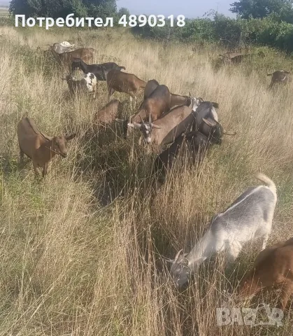 Продавам качествени ярета отгледани с грижа и в чиста среда, снимка 3 - Кози - 55336594