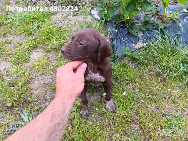 Малки кучета курцхари , снимка 2 - Курцхаар - 54256617