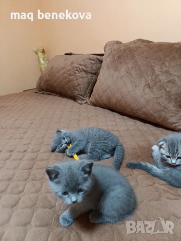 Прекрасни момичета шотландска клепоуха и правоуха!!!, снимка 9 - Британска късокосместа - 54061138