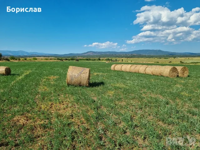 Бали люцерна с трева, снимка 7 - За селскостопански - 55376380