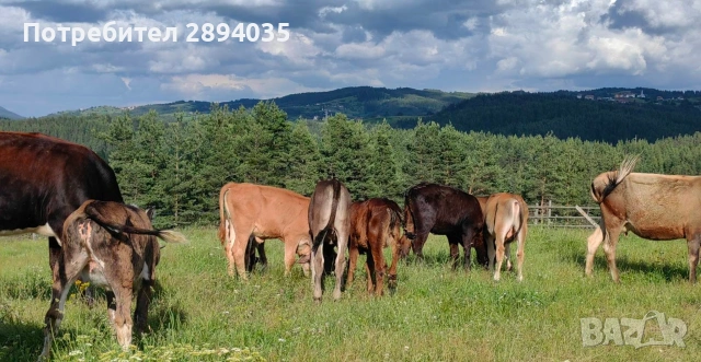 телета и крави , снимка 5 - Крави - 54966447