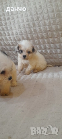 Болонки, снимка 2 - Болонка - 54240506