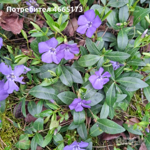 Градинска Винка Минор 