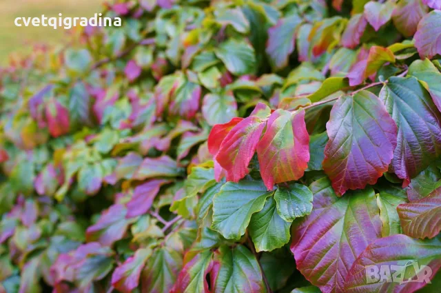 Parrotia persica (Персийска паротия / Желязно дърво), снимка 3 - Градински цветя и растения - 55405930