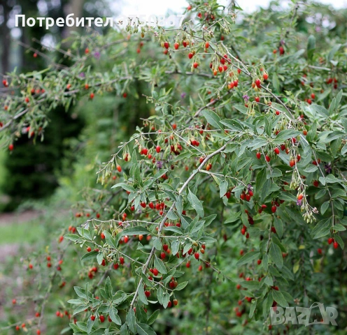 ❤️🌿🧡 ГОДЖИ БЕРИ (Lycium barbarum), снимка 3 - Градински цветя и растения - 54733426