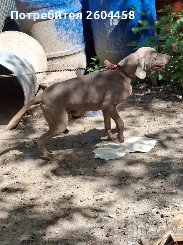 ваймаранер мажко куче