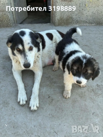 Продавам каракачанки, снимка 6 - Каракачанска овчарка - 54257111