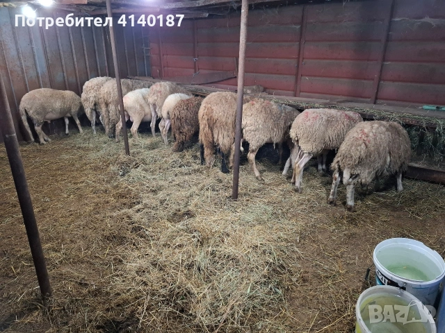 продават се овце и агнета миналогодишни 