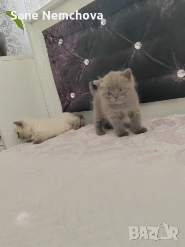 Британски котенца, снимка 6 - Британска късокосместа - 55675493