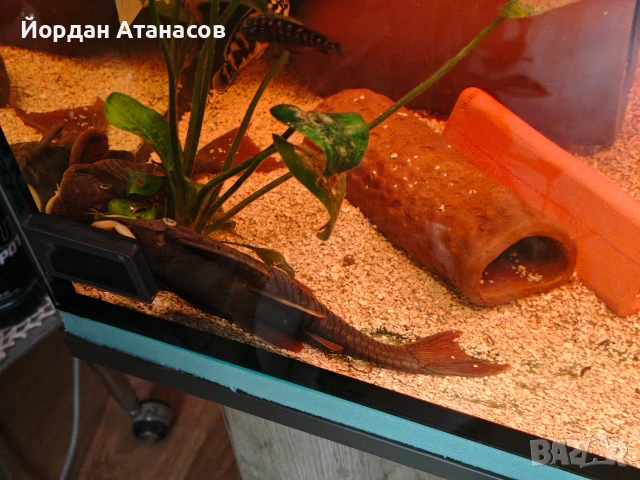 Три големи сома (Pleco), снимка 3 - Рибки - 54895114