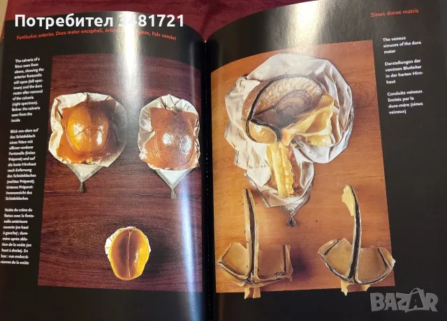 Encyclopaedia Аnatomica, снимка 13 - Специализирана литература - 55361424