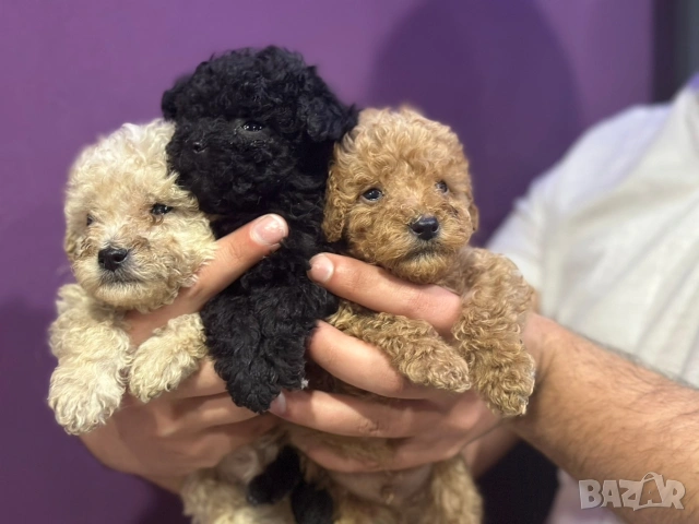 Пудел той , снимка 2 - Пудели - 54160011