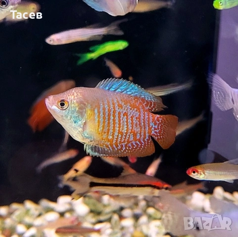 Колиза лалия